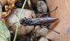 Coelichneumon sp.